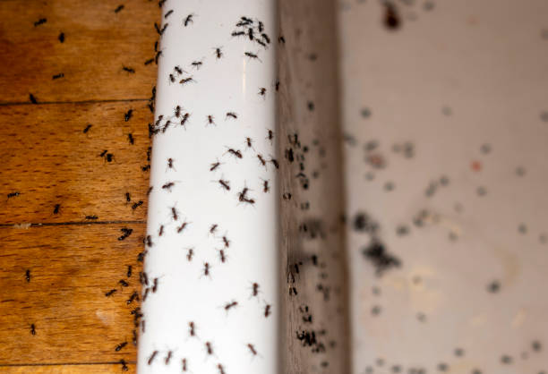 Best Wildlife Control Services  in Bernardsville, NJ